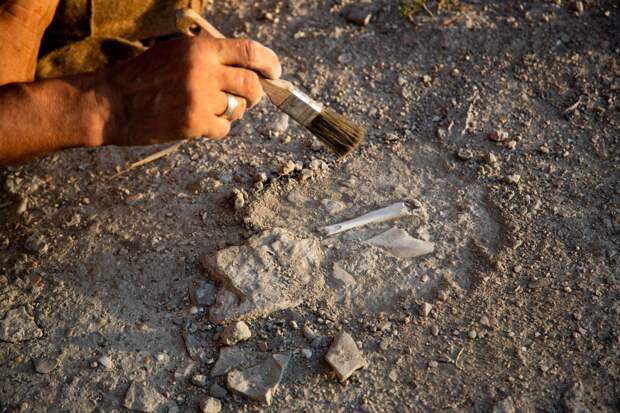 В пещере нашли мумии живших столетия назад гепардов