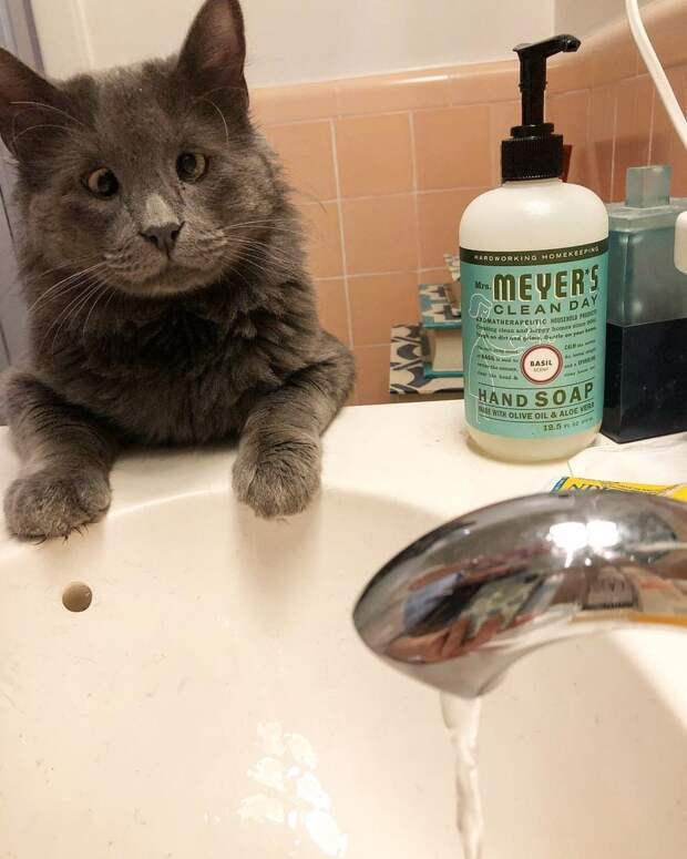 Без кота и жизнь не та