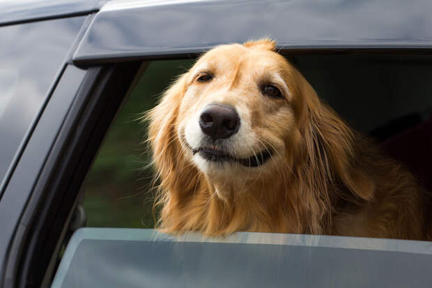 Ветеринар Уражевский: собак нельзя оставлять в машине в жару