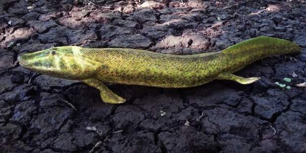 Модель Tiktaalik roseae, окаменелости переходного периода возрастом 375 миллионов лет, у которой есть шея — абсолютно чуждая рыбам, — а также легкие и жабры / Tyler Keillor