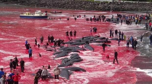 У берегов Фарерских островов рыбаки убили десятки китов бухта, в мире, животные, кит, люди, убийство