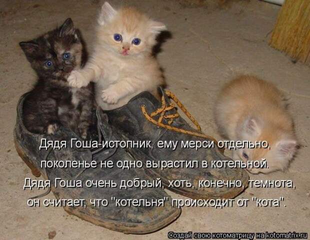 Лучшие котоматрицы недели (50 фото)