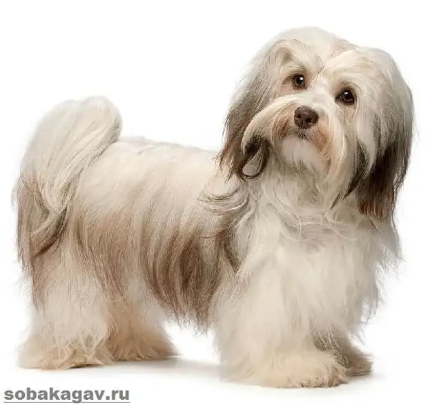 Гаванский бишон собака. Описание, особенности, уход и цена гаванского бишона