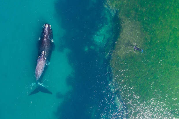 Купание с китом, полуостров Вальдес, Аргентина