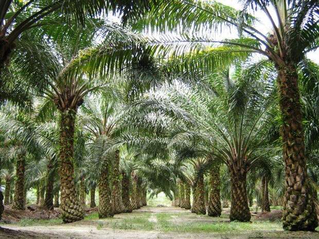 Шокирующие и печальные факты про пальмовое масло