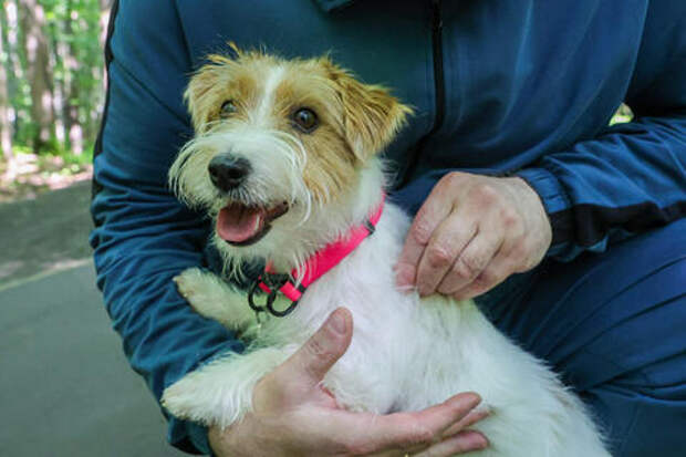 Клещи в этом сезоне проснутся раньше, и их будет больше обычного, предупредили специалисты