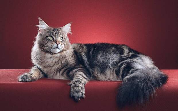 Интересные факты о котах и кошках животные, коты, факты