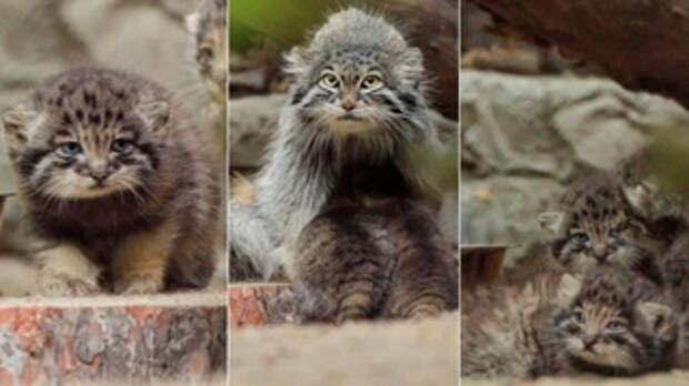 Новосибирском зоопарке манул Снежинка стала мамой / Фото: Telegram-канал 