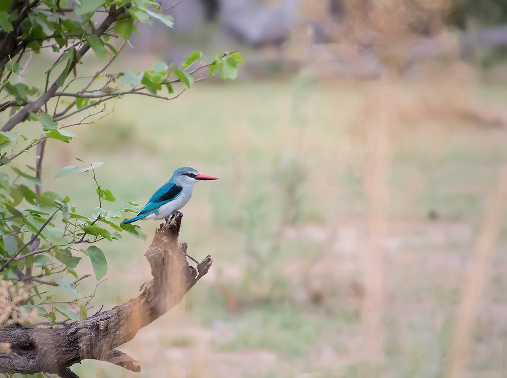 Лесной кингфешер (woodland kingfisher)
