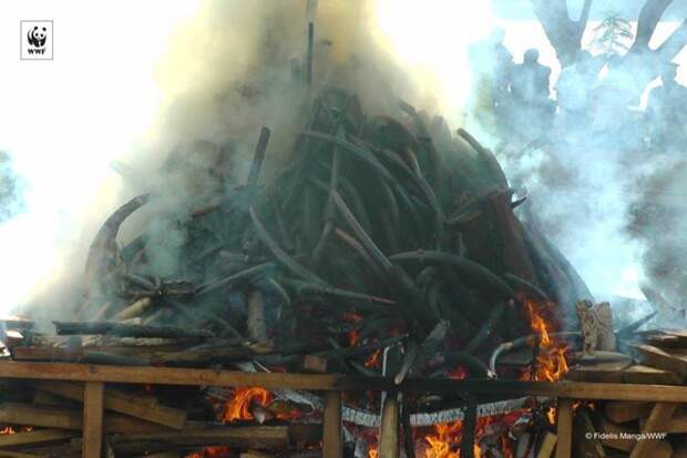 В Камеруне сожгли 2000 слоновьих бивней в рамках акции против браконьерства африка, защита животных, камерун, слоновая кость