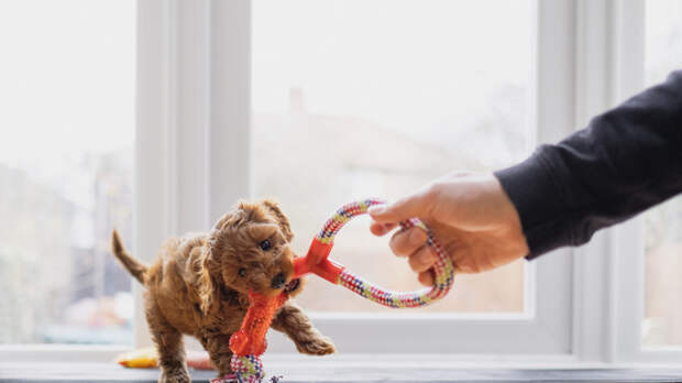 Кинолог Голубев рассказал о новогодних играх для собак