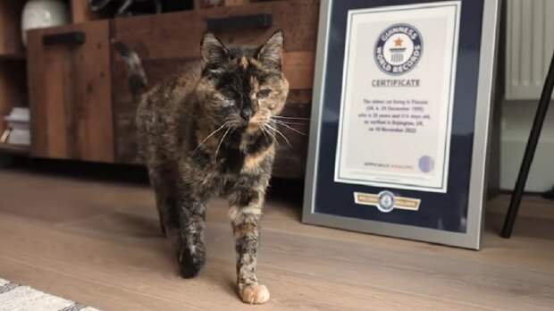 Кошка Флосси попала в Книгу рекордов Гиннесса как самая старая в мире