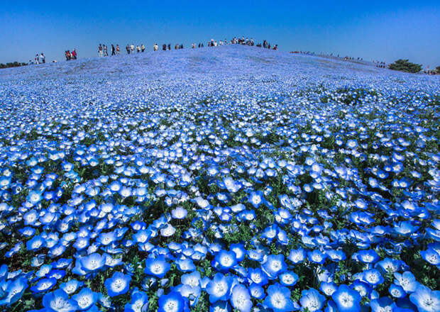 17. Голубой рай, Япония national geographic, вокруг света, природа, фотография