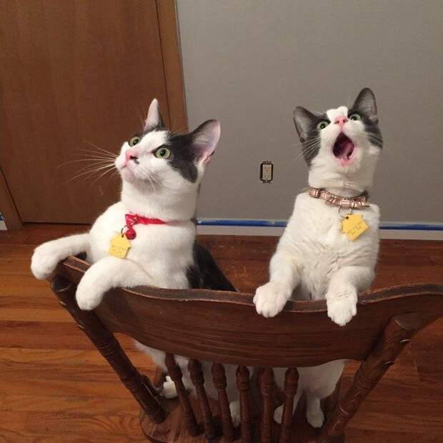 20 кошек, которым действительно нужны выходные коши которым нужны выходные, кошки устали, кошки ждут выходных