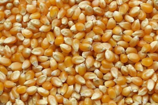 Цены на зерно в Волгоградской области снизились на 3,8% по сравнению с предыдущим месяцем