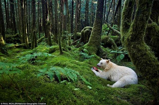 Кермодский медведь доедает рыбу в лесу. животные, жизнь, медведь, хищник