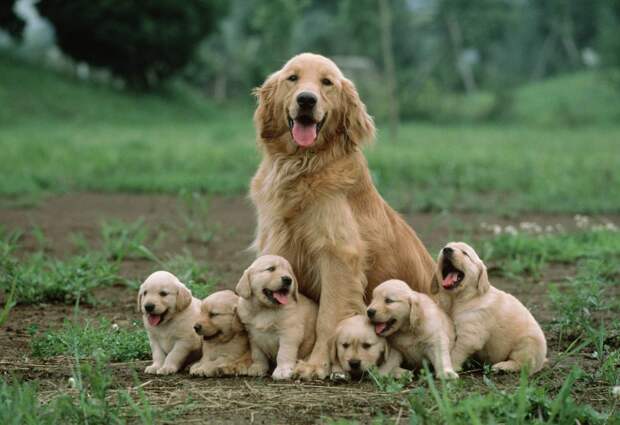 Представляем Вам 30 собак, которые очень гордятся своим потомством