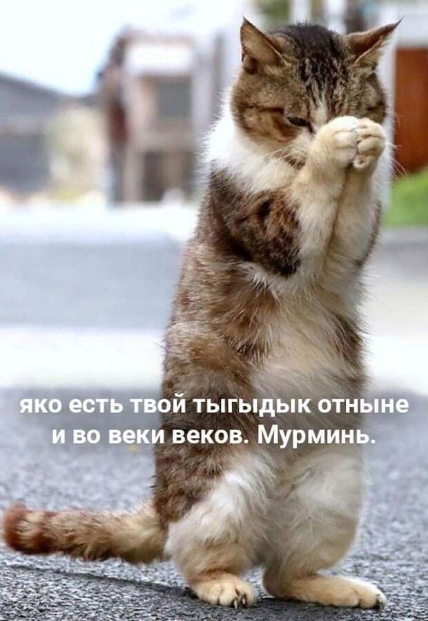 На изображении может находиться: кот и текст