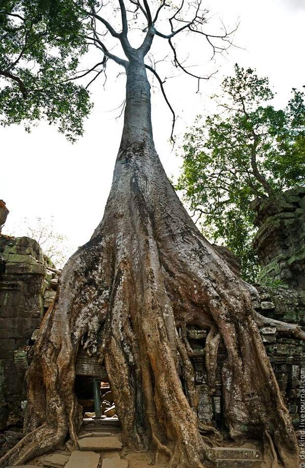 Огромный корень дерева. Секвойя Камбоджа. Необычные деревья. Необычные корни деревьев. Огромное дерево.