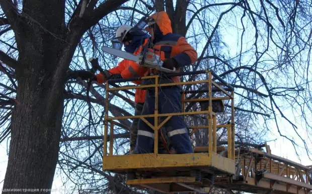 В Рязани спилили 24 дерева