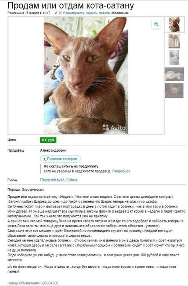 Веселые объявления с Avito (часть 3)