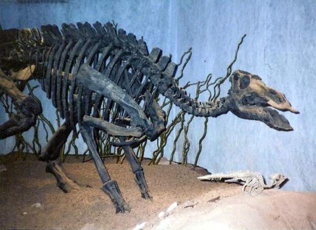 9 окаменелостей, изменивших взгляд на динозавров