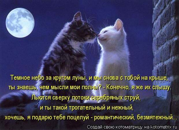 Лучшие котоматрицы недели (50 фото)