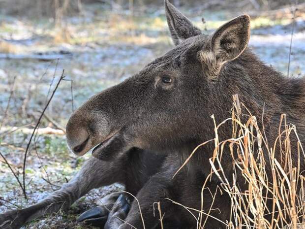 Биолог Глазков: лоси появились в Москве из-за обработки дорог солью
