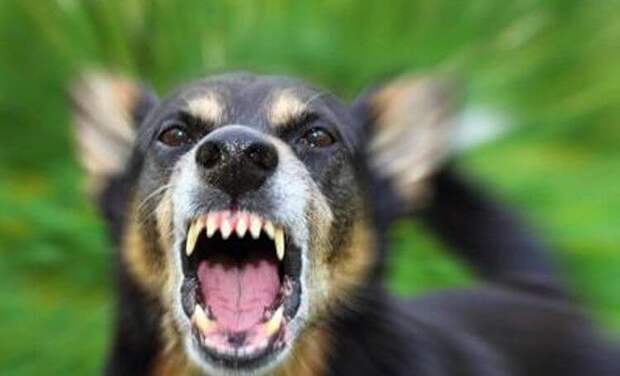 Спецназ советует: как действовать при нападении собаки прикол, самооборона, факты, фишка