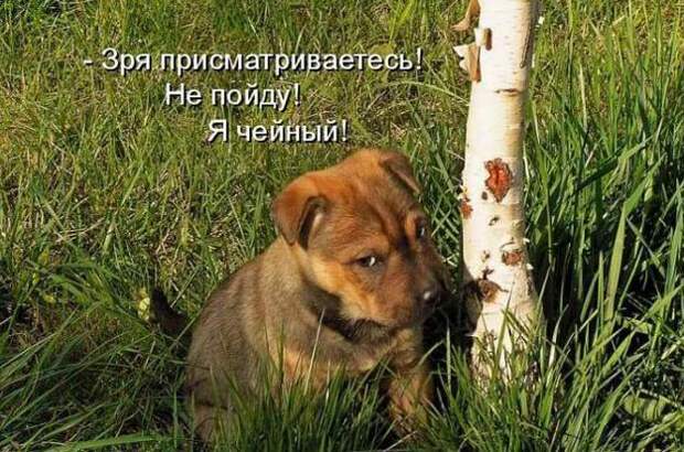 Мысли вслух :)
