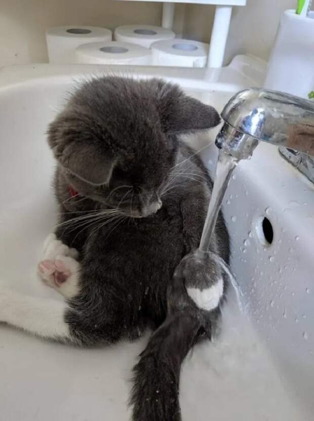 Несколько веселых котов в необычных местах или одежде: фото, которыми поделились их владельцы