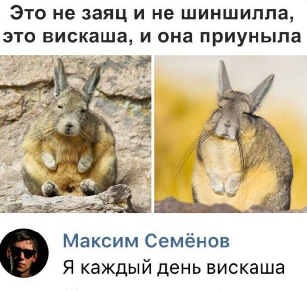 Вискаша Вискаша