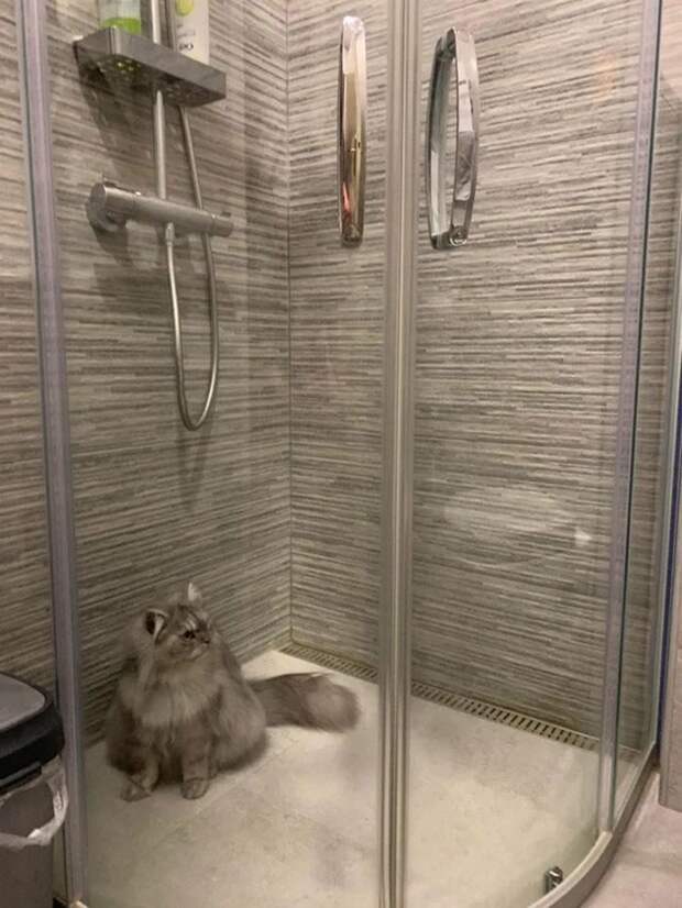 Смешными фото кошек которые понимают, что такое карантин