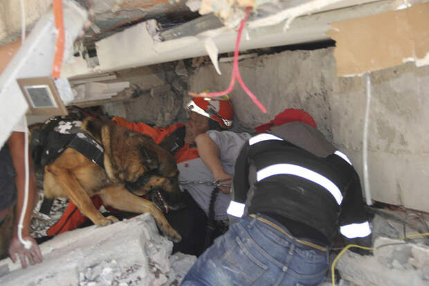 Собачья работа: поиск людей под завалами землетрясение, мексика, собаки поисковики
