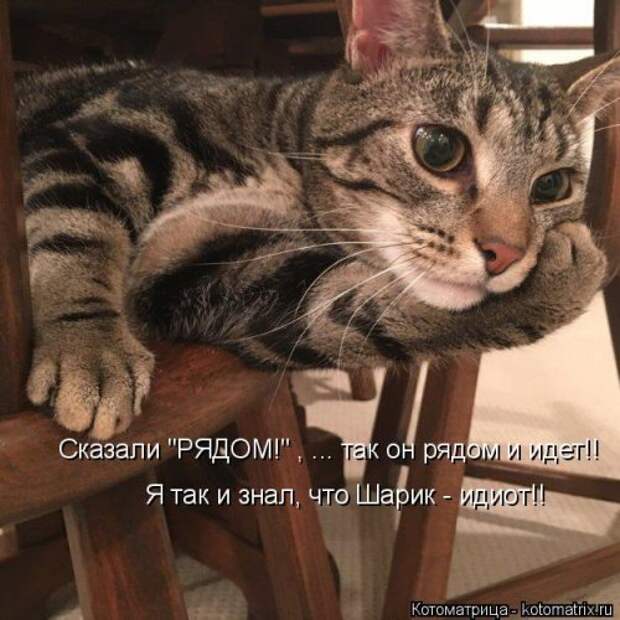 Новая котоматрица на Бугаге (33 фото)