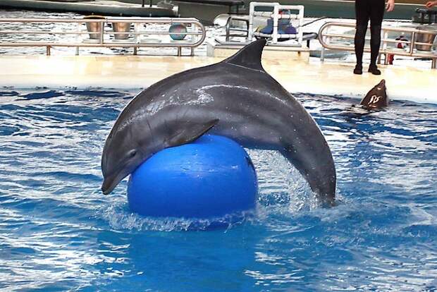 В США откроют дом престарелых для дельфинов дельфины, животные, заслуженный отдых, старость в радость