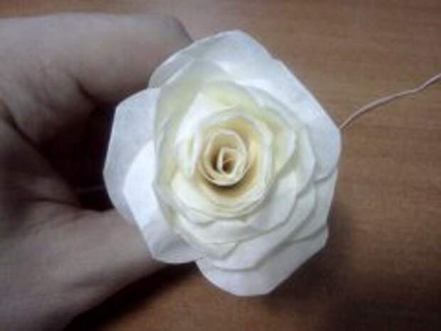 rosa_iz_scotcha_10