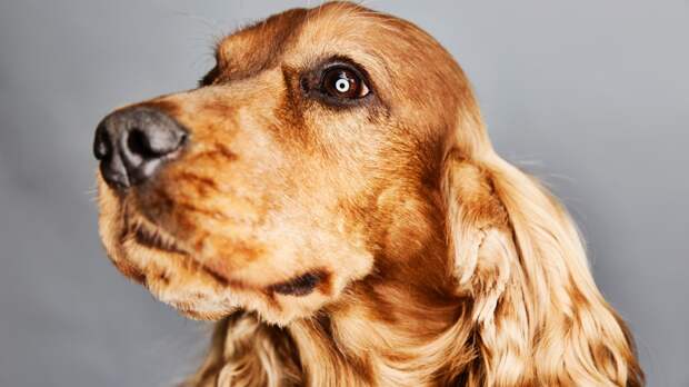 Какие продукты со стола могут навредить собакам, рассказал кинолог