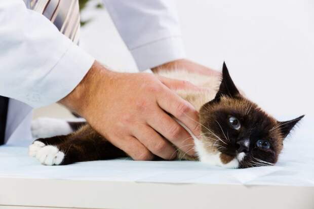 Cat at vet clinic