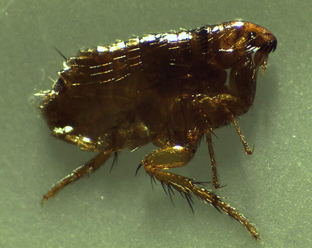 К кровососущим домашним насекомым-паразитам относятся также блохи