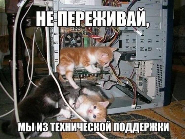 Фото забавных котов и котят со смешными подписями