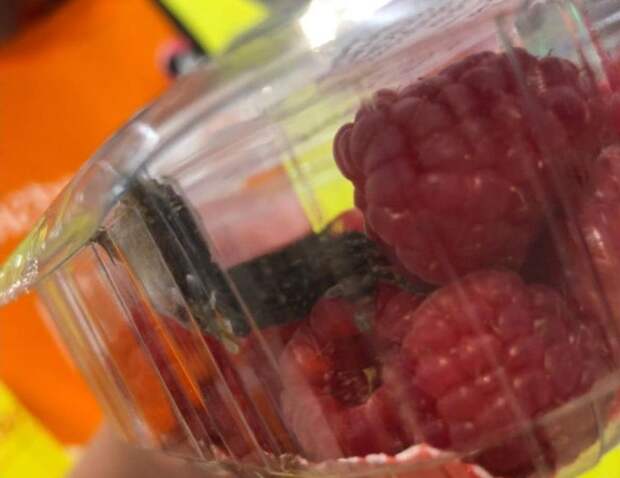 Женщина обнаружила живого геккона в контейнере с малиной в продуктовом магазине