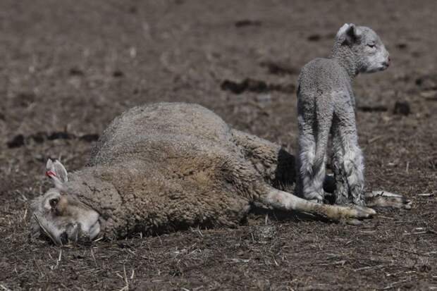 Эта фотография скелета кенгуру показывает жестокую реальность австралийской засухи ynews, австралия, в мире, жутко, засуха, кенгуру, новости, планета в опасности
