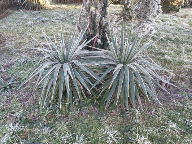 На Кубани и в Крыму установилась морозная погода