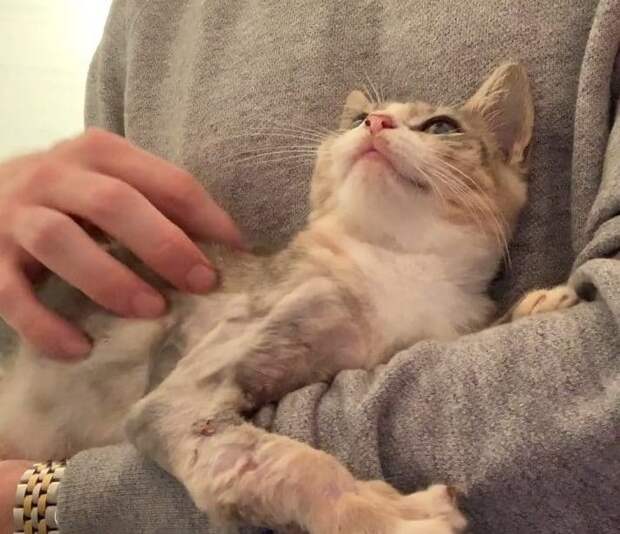 кошка благодарит спасителя котенок на руках