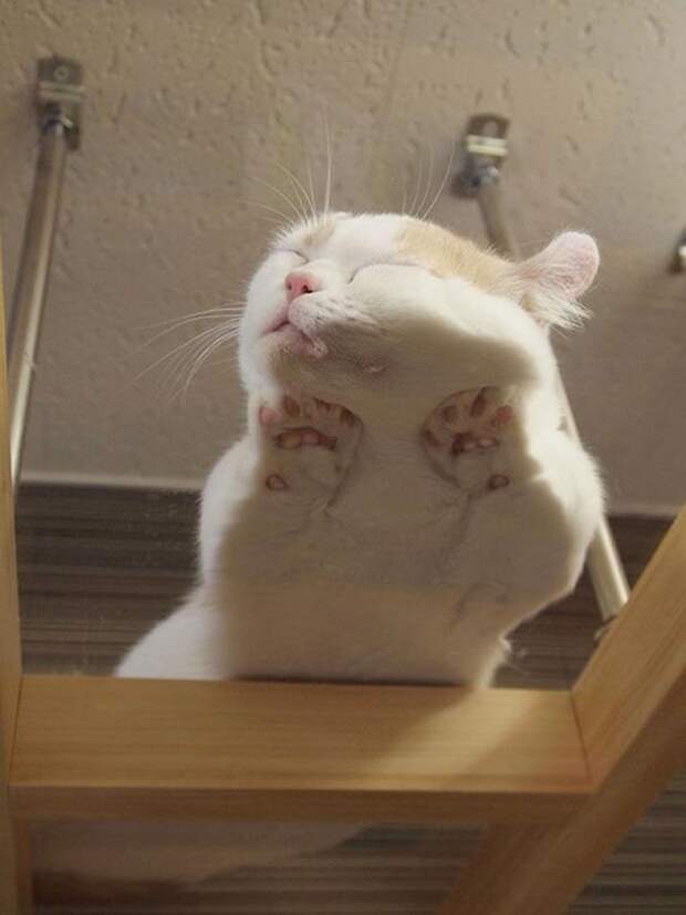 22 уютно спящих котенка 22 уютно спящих котенка