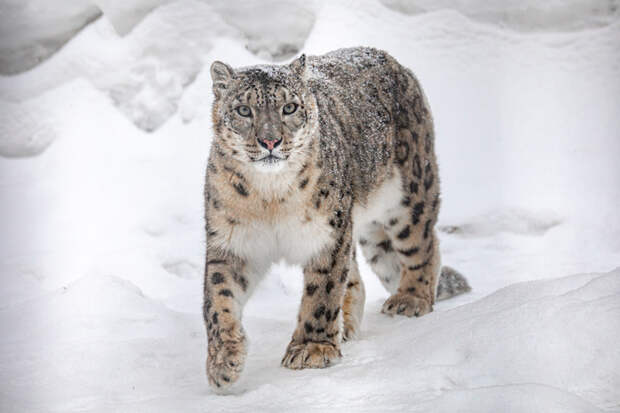 Новосибирский зоопарк измерил количество снега в снежных барсах