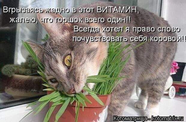 Лучшие котоматрицы недели (50 фото)