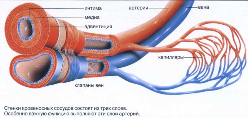 Картинки по запросу Как укрепить сосуды