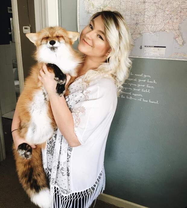 Персона в Instagram: домашняя лисичка Джунипер (Фото+Видео)